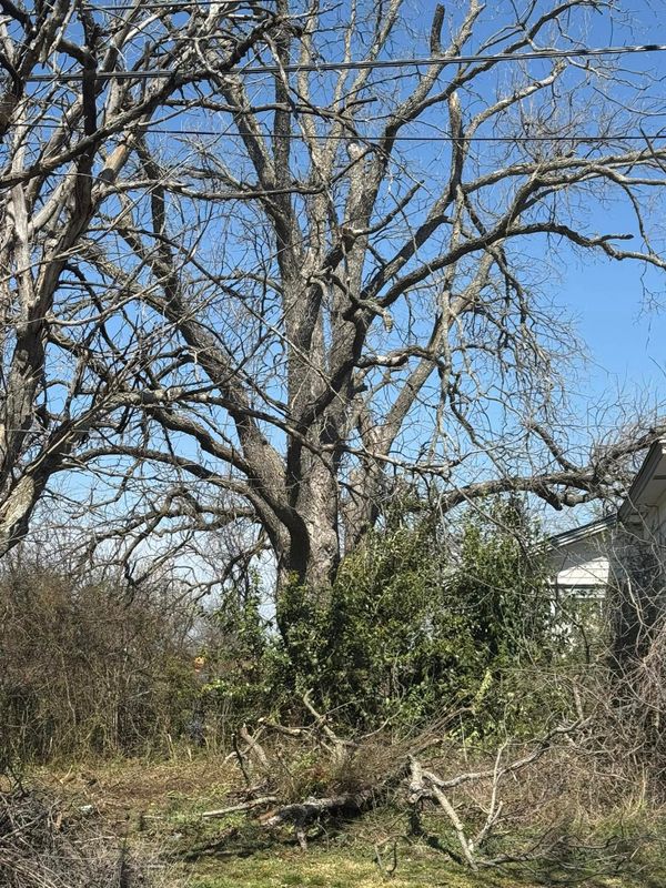Tree Services