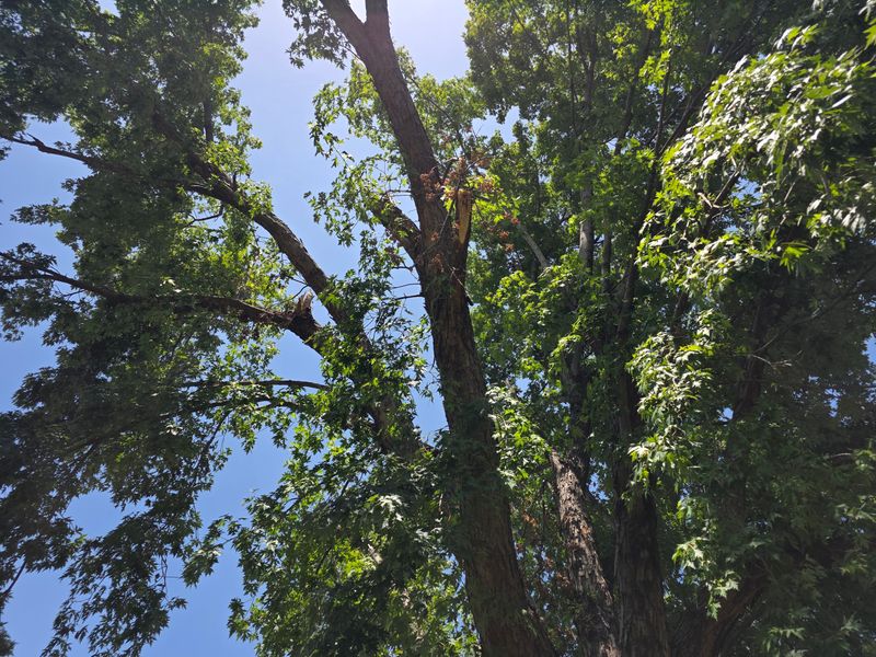 Storm Debris Removal
