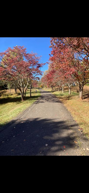 Road & Driveway Regrading