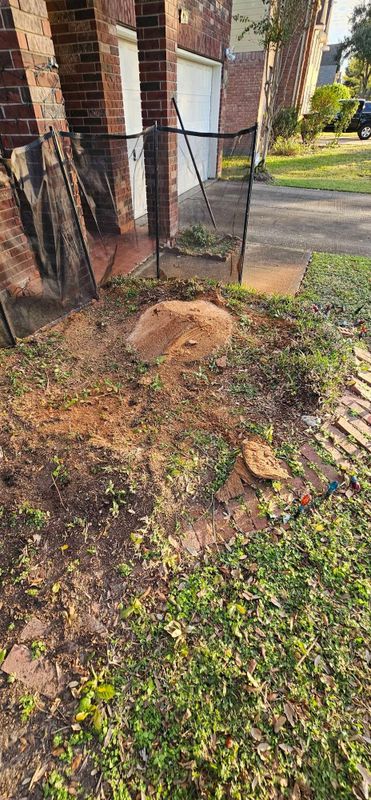 Tree Removal