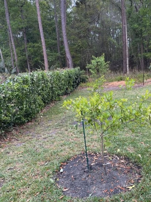 Shrub Trimming