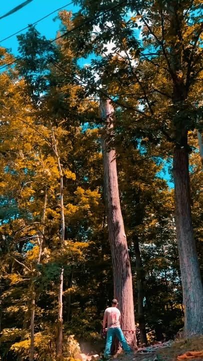 Tree Removal