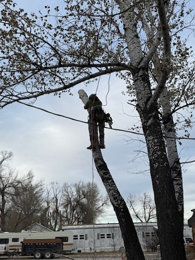 Tree Trimming