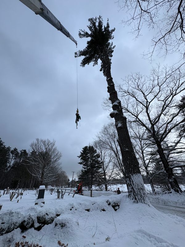 Tree Removal & Pruning