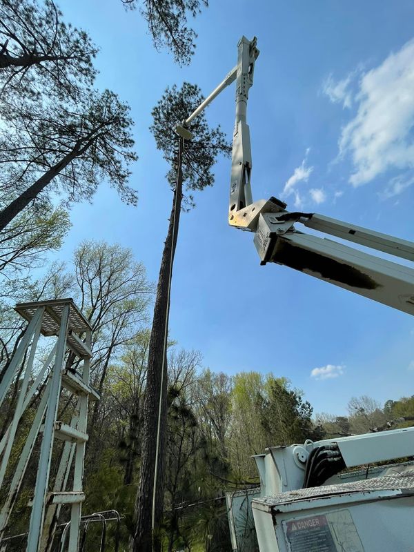 Tree Trimming