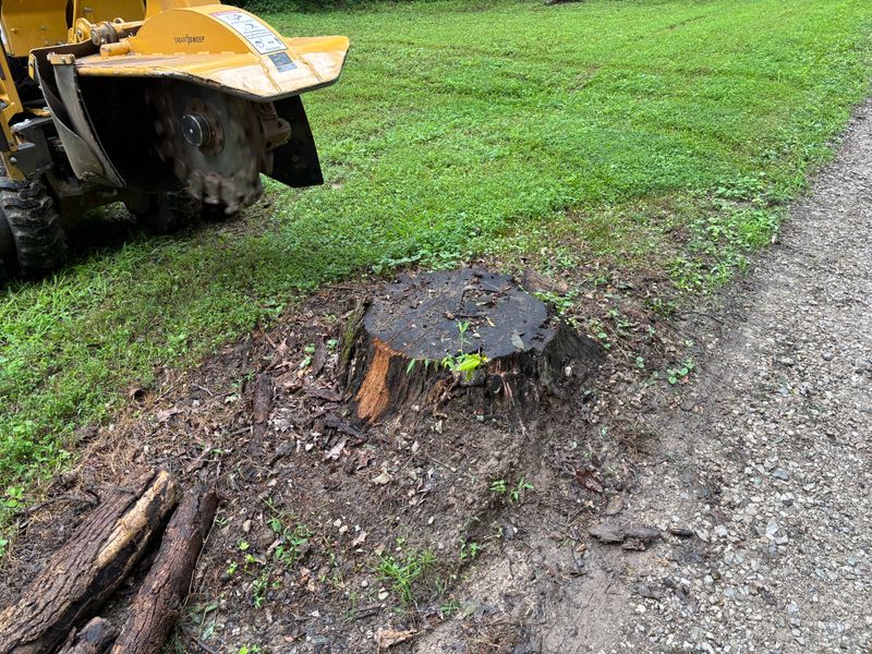 Stump Removal