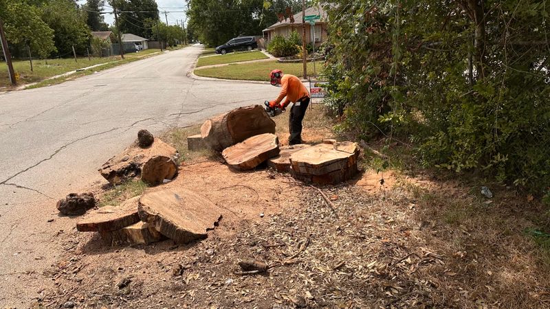 Tree trimming and removal
