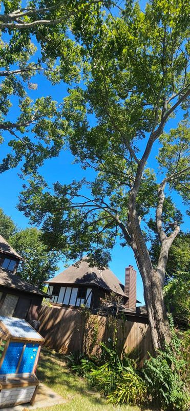 Tree Trimming