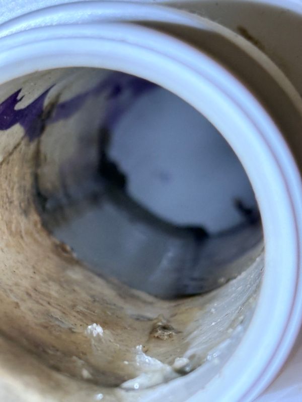Diagnose drain flies,
