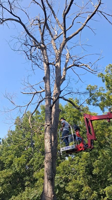 Tree Trimming