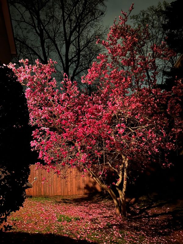 Tree & Shrub Care