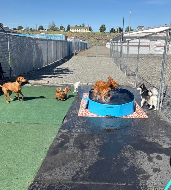 Open Play Daycare