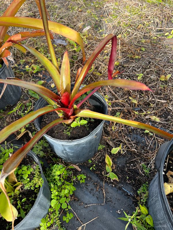Plant and tree list