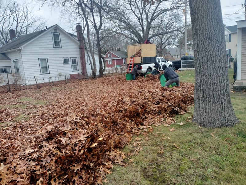 Fall Clean Up