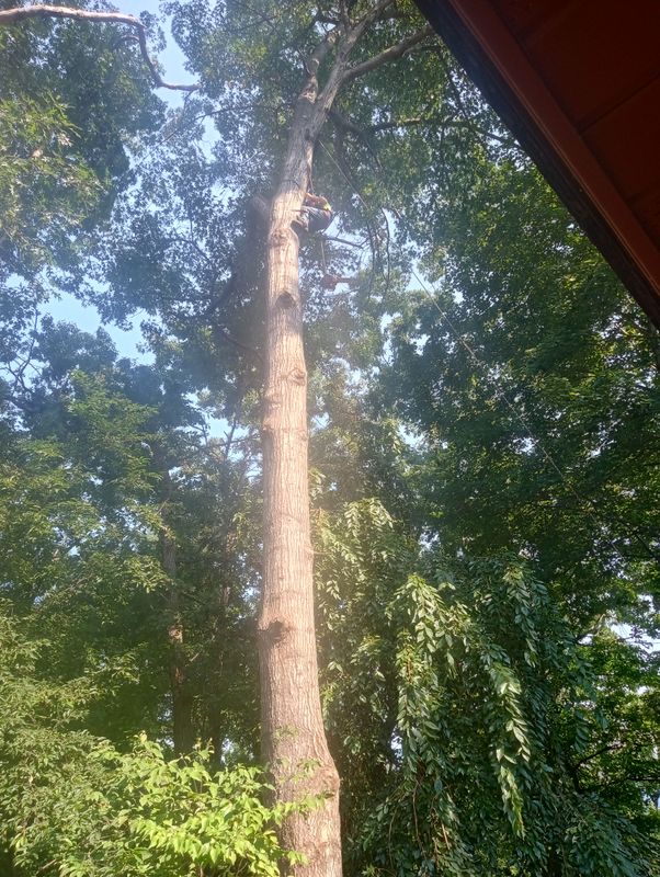 Tree Trimming