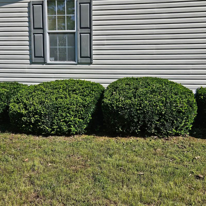Residential Lawn Care