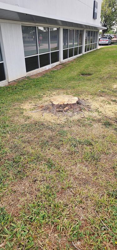 Tree Removal