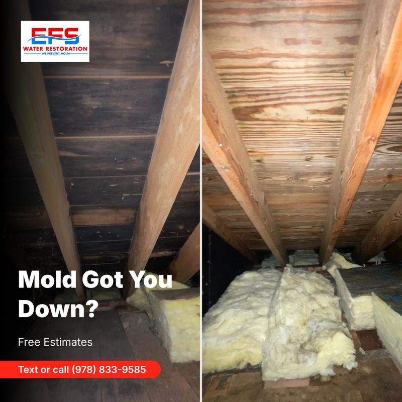 Mold Remediation