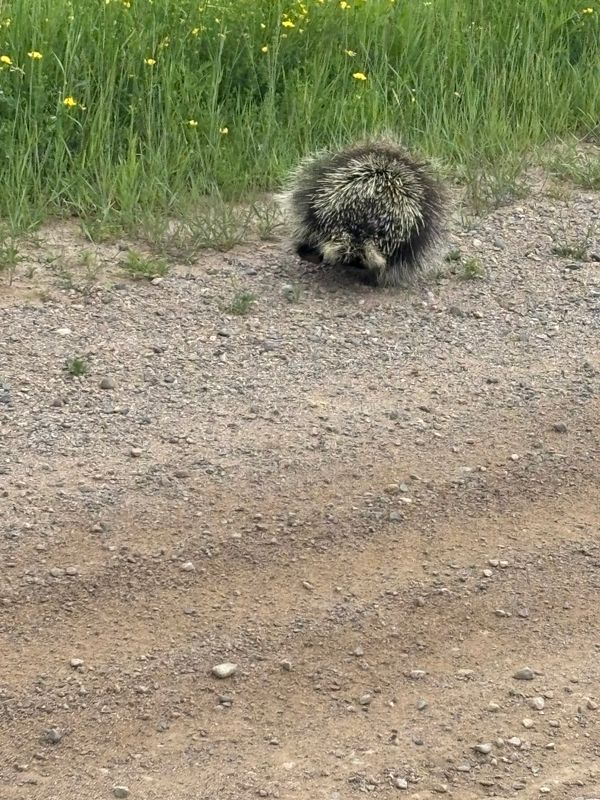 Humane Animal Trapping and Relocation