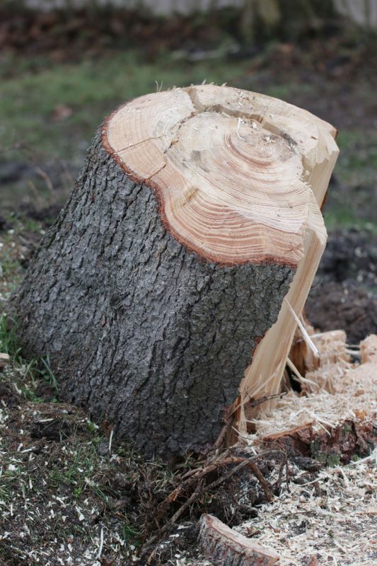 Stump Removal