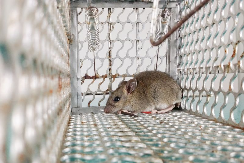 Rodent Control