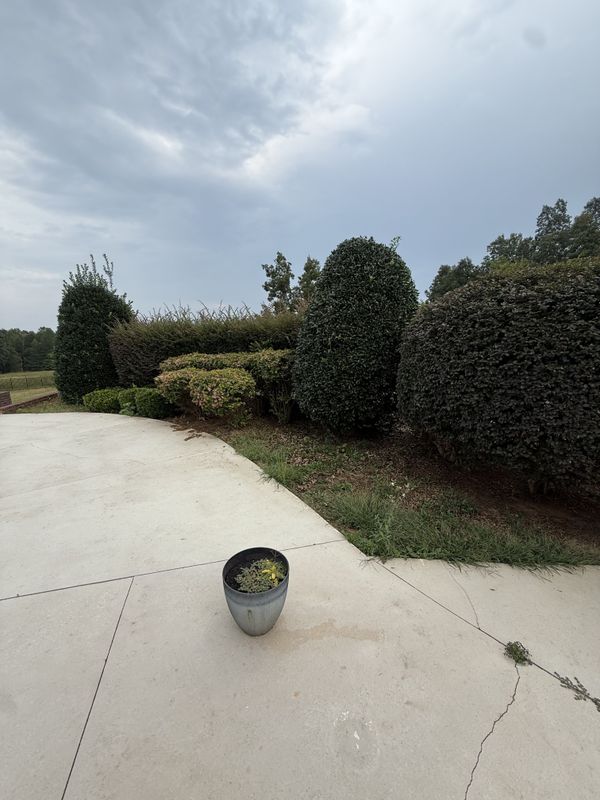 Hedge Trimming