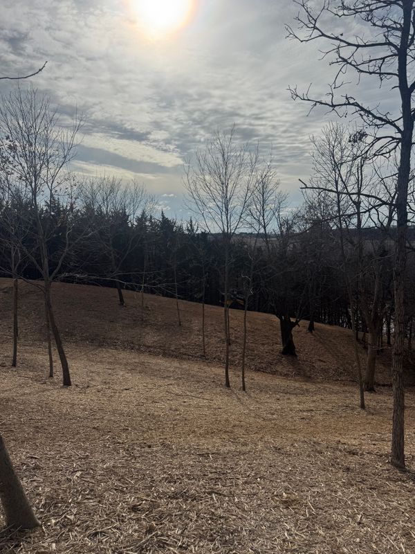Forestry Mulching