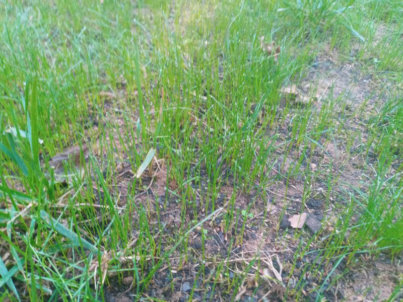 Grass Up
