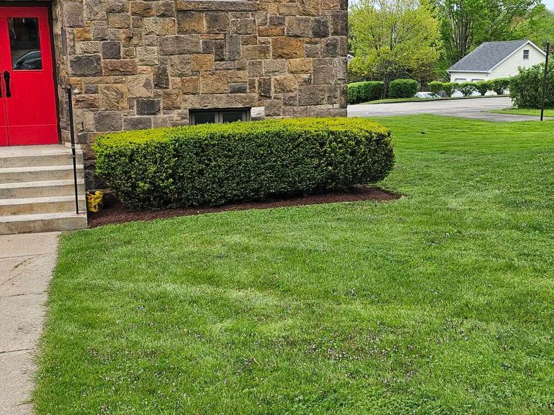 Tree & Shrub Care
