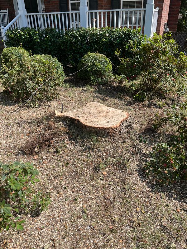Stump Grinding