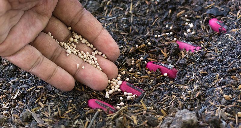 Fertilizing/insect Disease Control