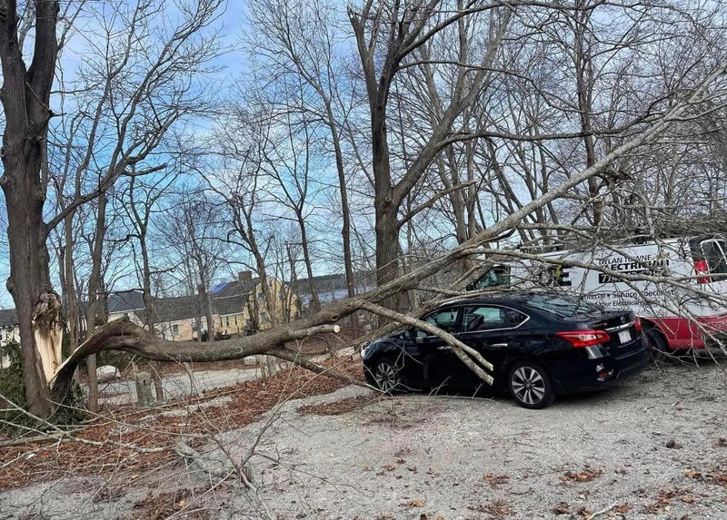 Tree Removal