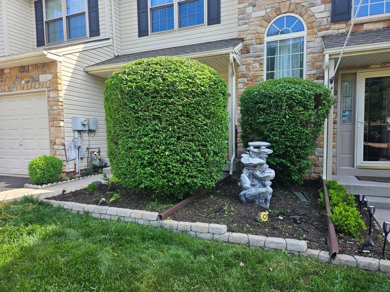 Tree & Shrub Care