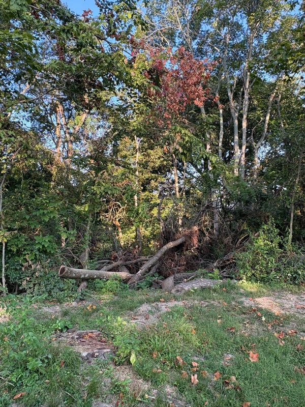 Fall Clean Up