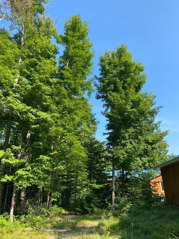 Tree Removal gallery