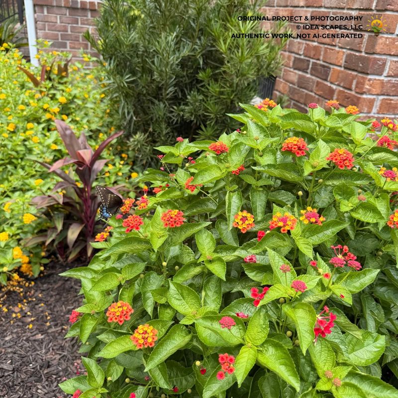 Landscapes & Planting