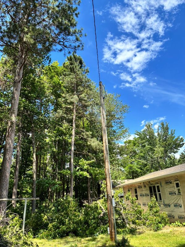 Tree Removal