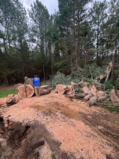 Tree Removal