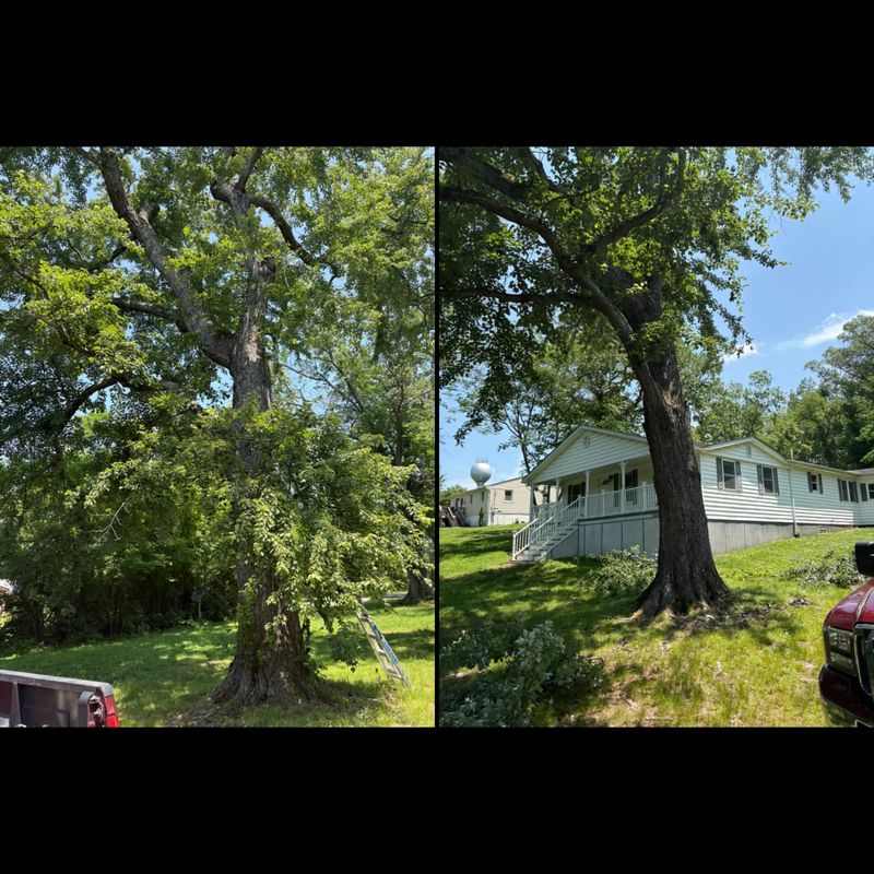 Tree Services
