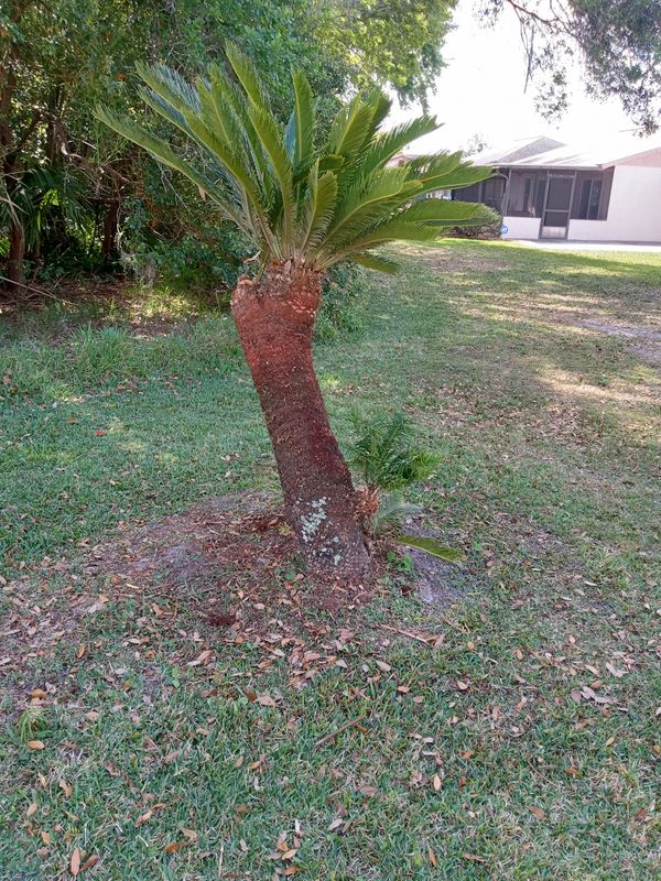 Tree Services