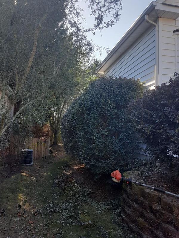 Shrub Trimming