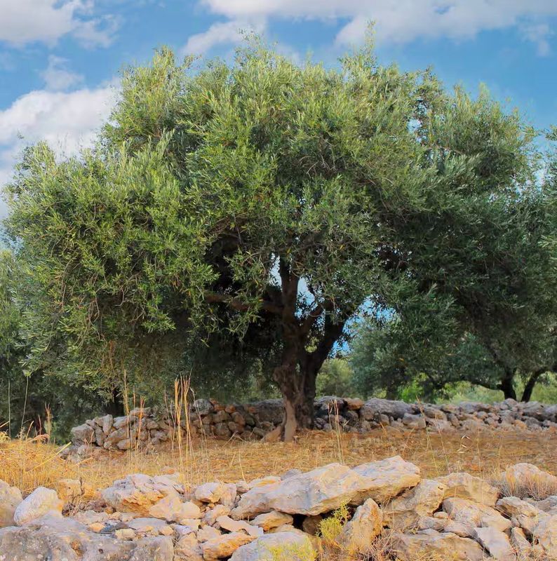 Orchard Restoration & Renewal