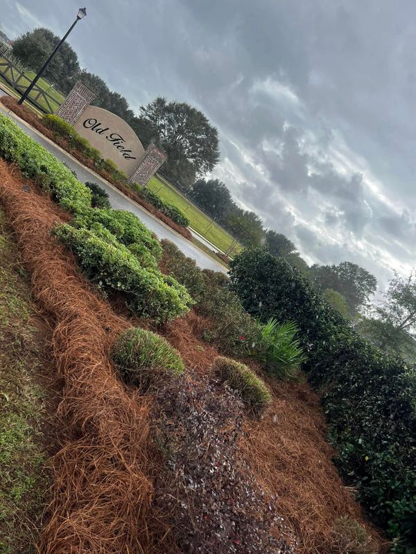 Shrub Care, Property Cleanup