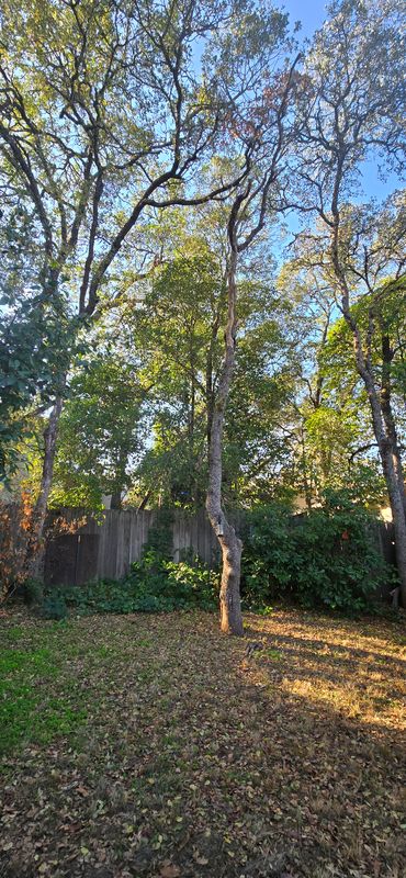 Hazardous Tree Services