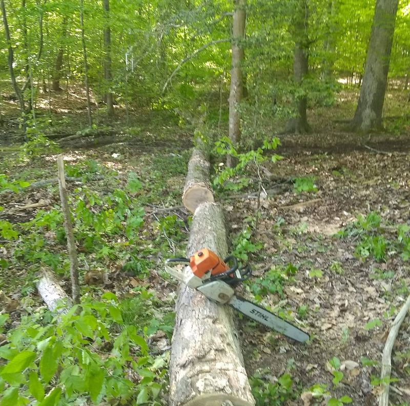 Tree Removal gallery