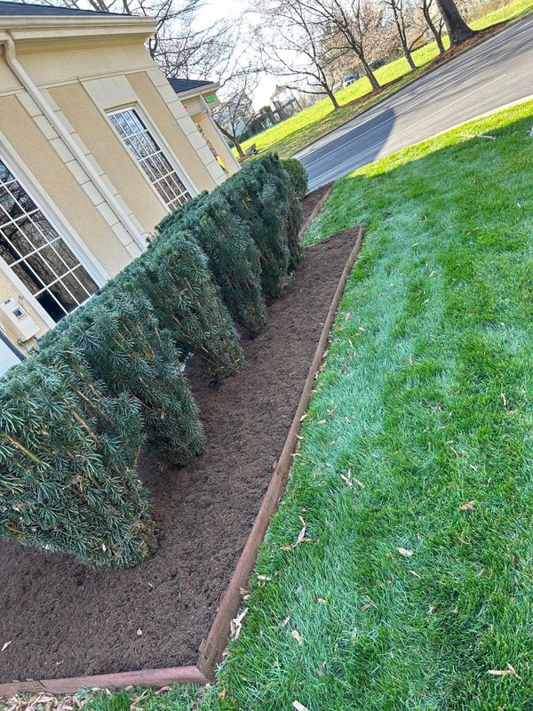 Shrub and Hedge Care