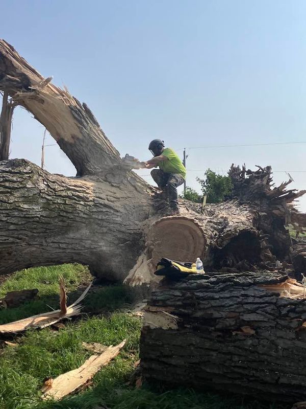 Tree Removal
