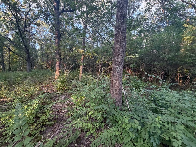Transforming Merango's Landscape with Expert Forestry Mulching