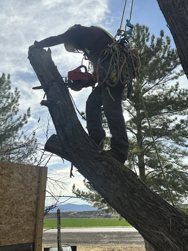 Tree Trimming
