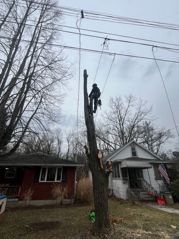Tree Removal
